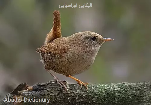 الیکایی اوراسیایی